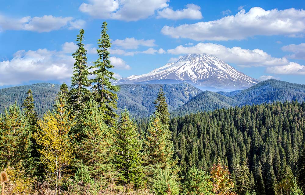 Beautiful pine trees on background high mountains (Ilgaz Mountain)
