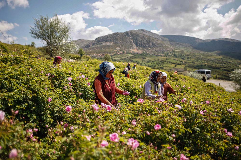 Isparta roses are being picked up