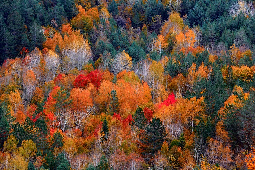 The autumn colors in Ilgaz