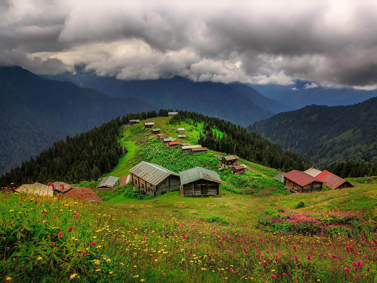 rize