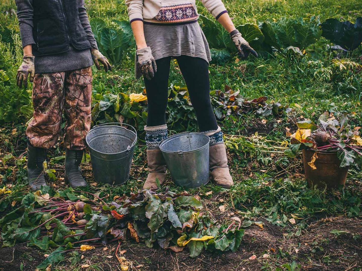 Ecological Farms in Turkey for a Sustainable Life