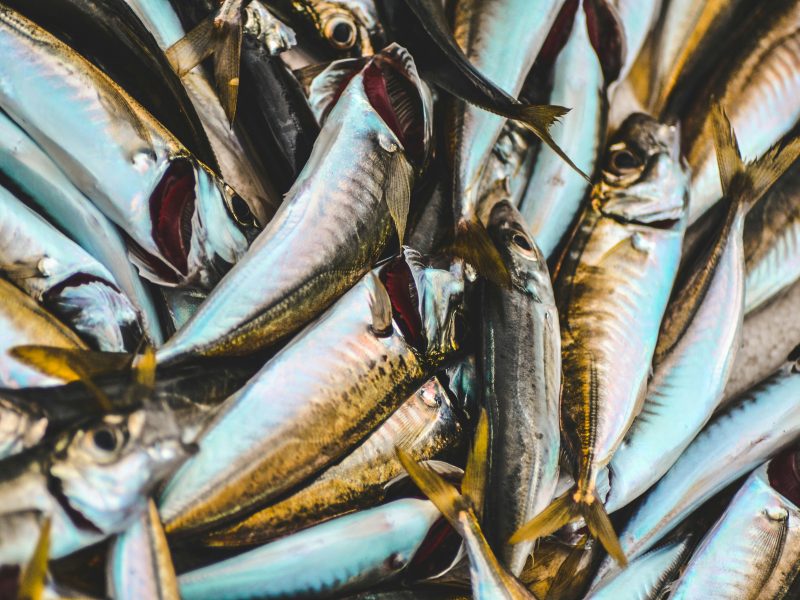 Fish culture in Istanbul - Oziel Gomez