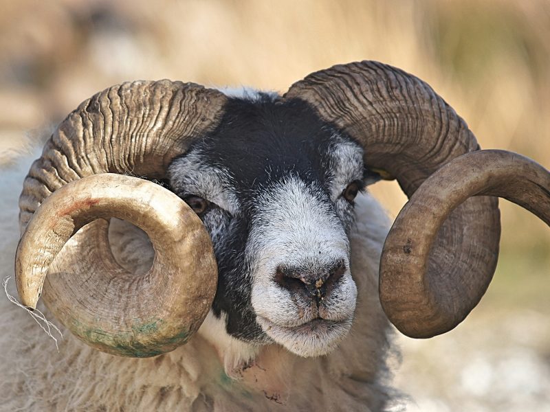 Ram sculpted tombs in Anatolia