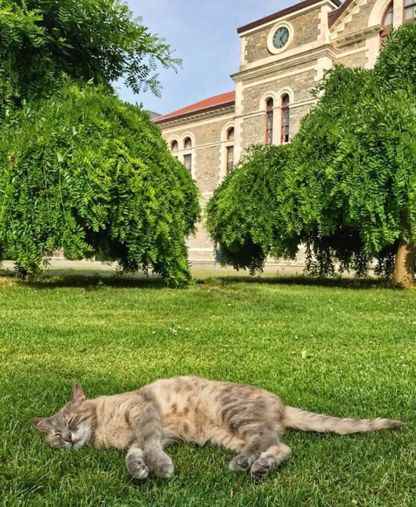 Cat in Bosphorus University campus