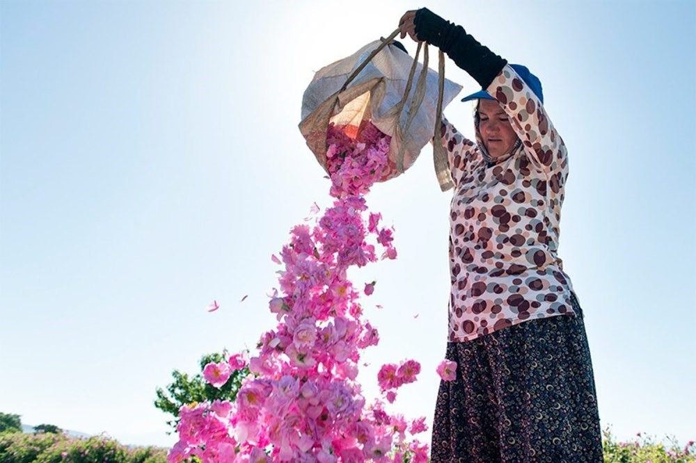 Rose harvest in Isparta
