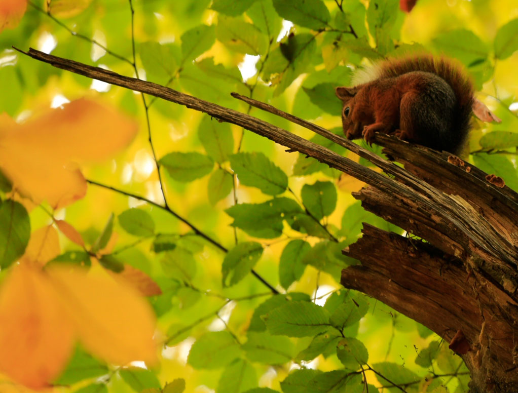 Expect to see wildlife during your trek