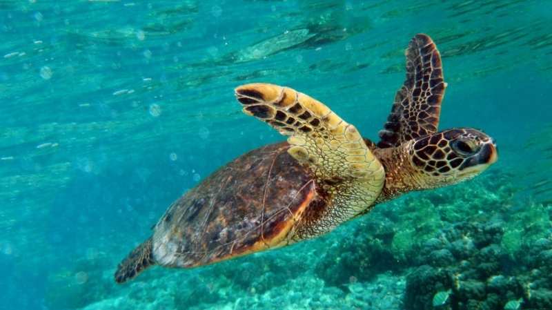 A happy turtle swimming in Çıralı Beach