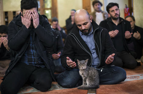 Cats are ordinary part of the worshippers