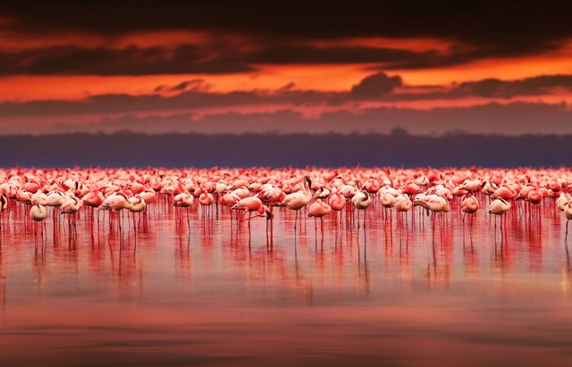 Flamingos are must-see in Salt Lake