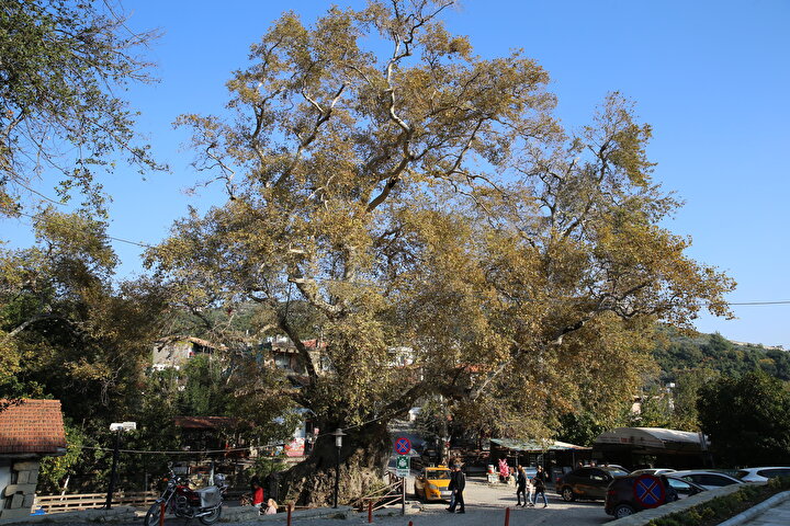 "Where Karanlık Dere’s shadows meet the light,an ancient cedar grips the stony air— a sentinel of awe, unbent by time.