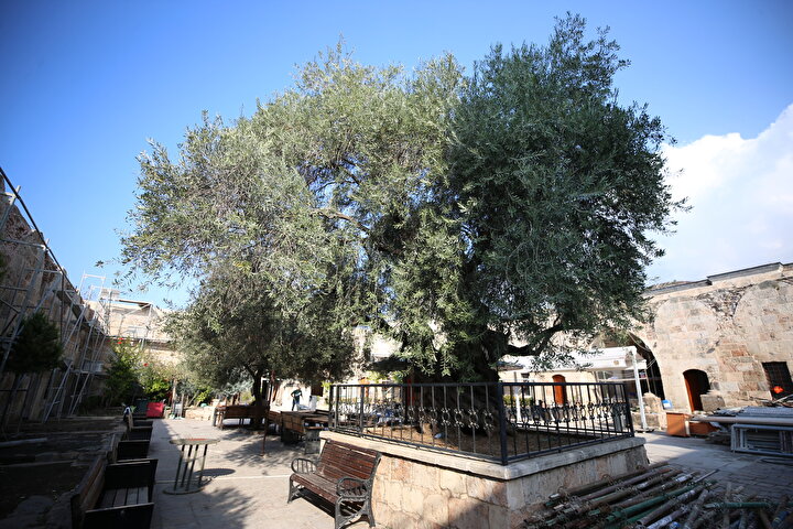 No visitor to Sagalassos leaves Ağlasun without pausing beneath its legendary plane tree—a towering emblem of Burdur's history. Its sprawling branches offer cool refuge to locals on sweltering days, while its timeless presence captivates travelers, bridging past and present.
