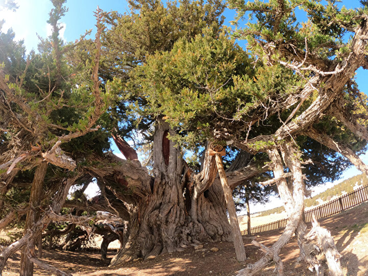 In Elazığ’s Palu district, a 1,147‑year‑old plane tree, along with three younger monumental trees nearby, stands as a testament to centuries past.