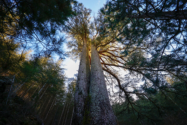 In Hatay (Samandağ and Payas), a 2,001‑year‑old plane tree and a 1,351‑year‑old olive tree stand majestic. The olive tree in Payas, located in the courtyard of Selim II Complex, was designated a monumental tree in 1976. It has a trunk 100 cm wide and produces about 300 kg of olives annually.