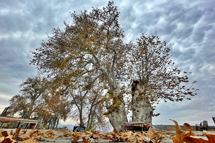 In Samandağ, the plane known as the “Musa Ağacı” (“Moses Tree”) is believed to have sprouted from Prophet Moses’s staff. With a trunk width of 7.5 m, it has become a popular spot for visitors to take photos.