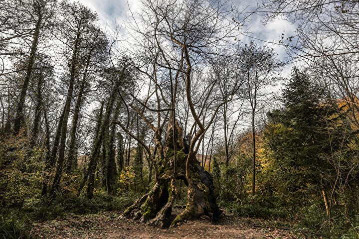 A 1,146-year-old pedunculate oak in Kütahya’s Sekiören village commands attention with its 201 cm trunk and 20 m height. Home to countless squirrels, its leafless autumn branches mirror the intricate veins of a human circulatory system.