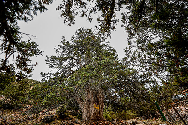 In Yatağan's sacred Lagina—a 3,000-year-old Pagan hub—time-worn olive trees now hold monumental status. The most striking, a 1,501-year-old giant, stretches six meters skyward, its gnarled branches whispering tales of antiquity to modern-day visitors.