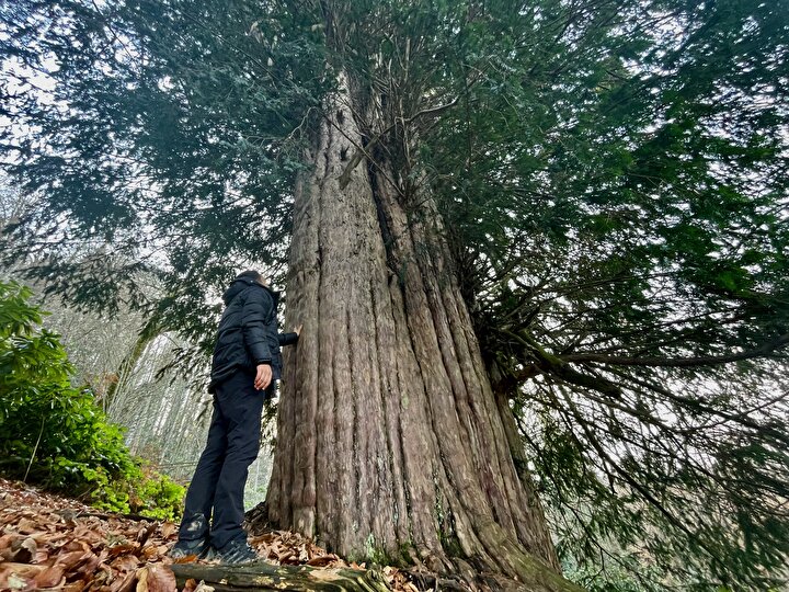 In the Kumluca district of Antalya, a 2,327-year-old cedar tree named "Ambar Katran" draws attention with its 262-centimeter trunk diameter and 25-meter height. The tree is called "Ambar Katran" (meaning "Barn Cedar") because the local people extract tar from it, and due to its exceptionally wide trunk, it is likened to a "barn-like tree." Another protected monumental tree in the region is the 1,701-year-old "Fragrant Juniper" (Kokulu Ardıç) in the Elmalı district, which stands out as well.
