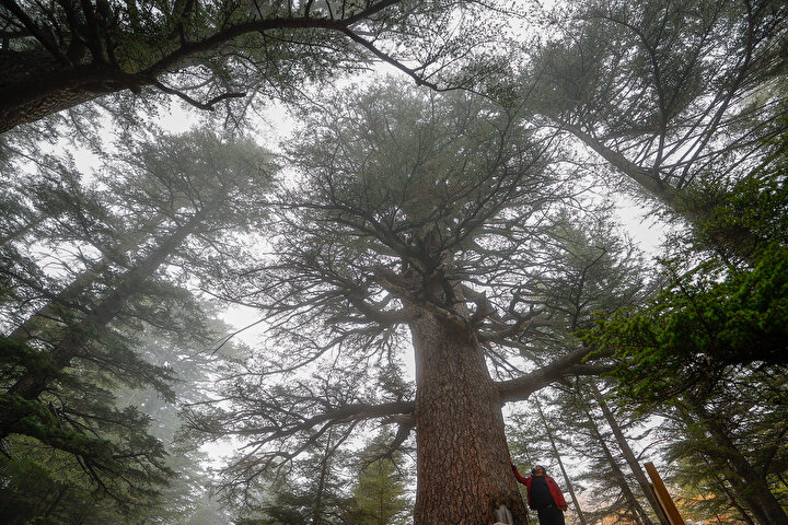 Other notable centuries‑old trees include olive trees in Şanlıurfa‑Akçakale, Manisa‑Kırkağaç, Mersin‑Mut; junipers in Konya‑Taşağıl; plane trees in Kahramanmaraş‑Onikişubat and Istanbul‑Sarıyer.