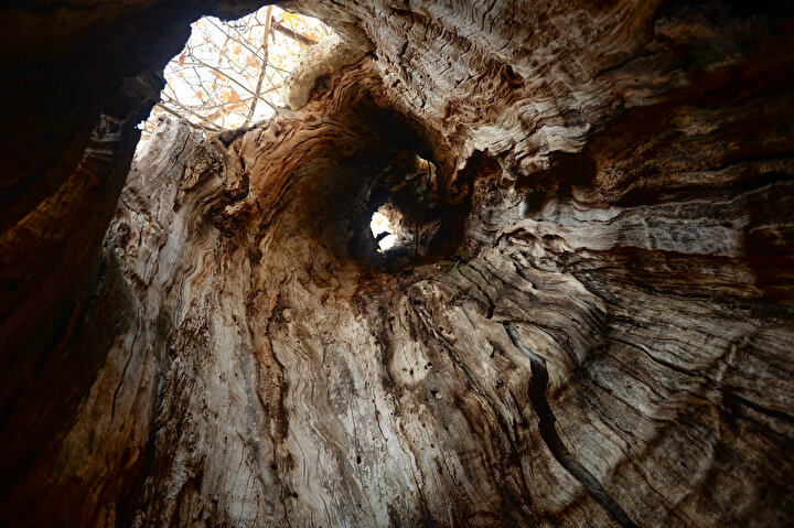 A majestic 4,117-year-old yew tree, now protected and officially registered, commands attention in Alaplı district of Zonguldak.