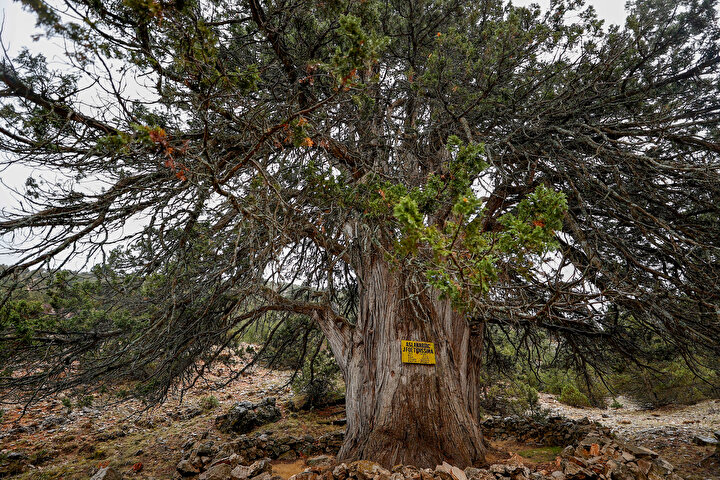 This Bronze Age relic, Anatolia's oldest known tree, is one of Earth's five most ancient trees. Registered in 2018, experts believe it could survive another 4,000 years if protected. Drawing global visitors as 'living history,' it boosts local tourism.